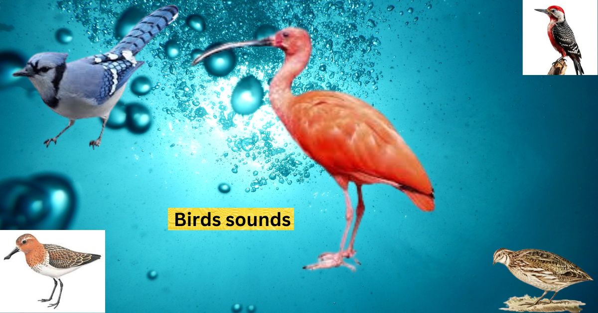 Birds sounds