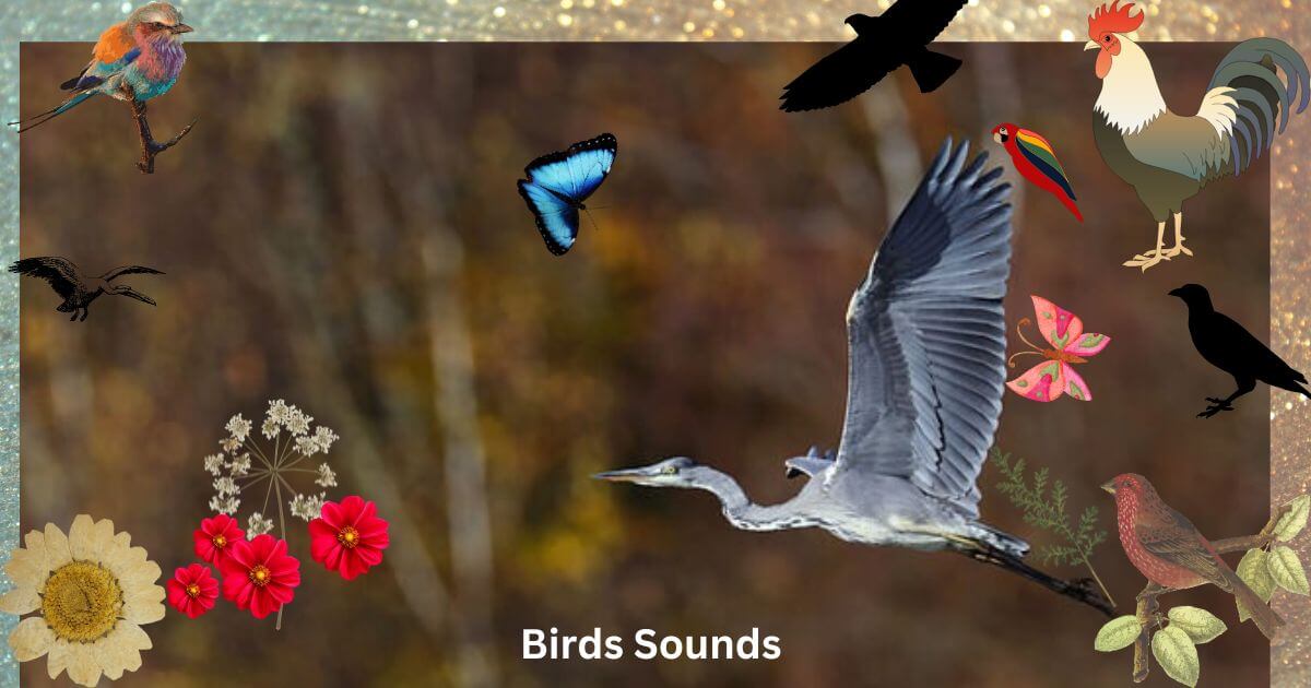 birds sounds (1)