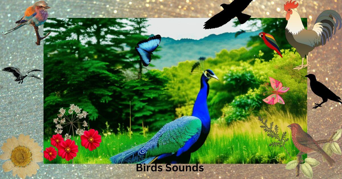 birds sounds